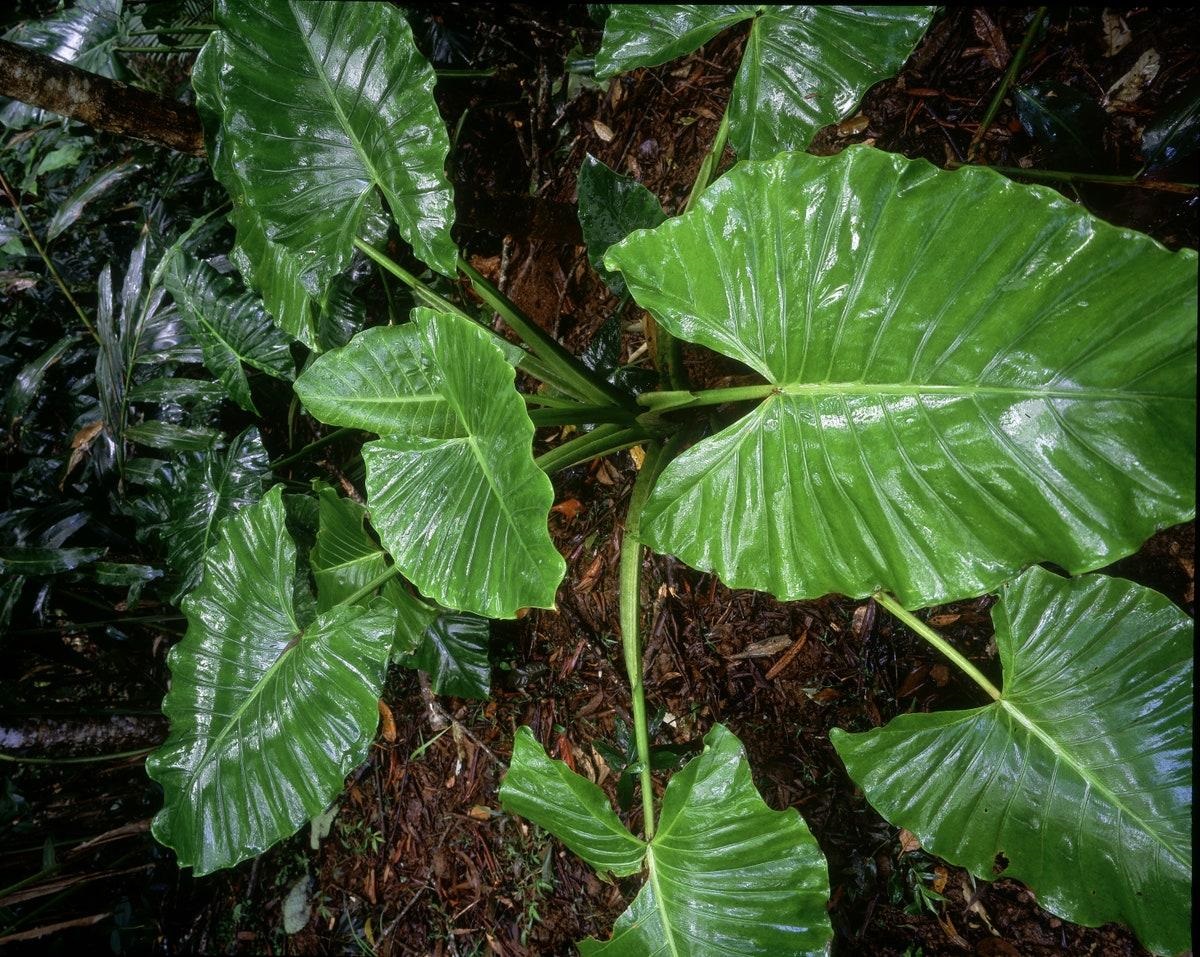 6Tropical Plants to Get the Jungle Look at Home - 10878